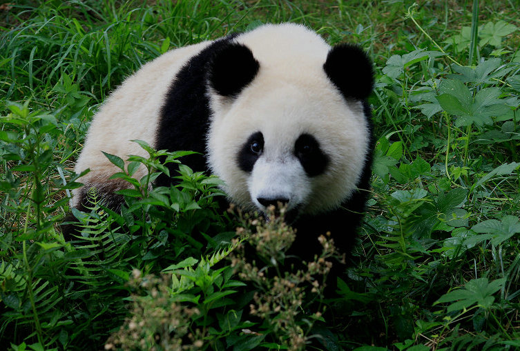 Включи где панда. Панды Тибета. Большая Панда. Чэнду панды. Большие панды их враги.