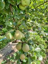 Щедрый август