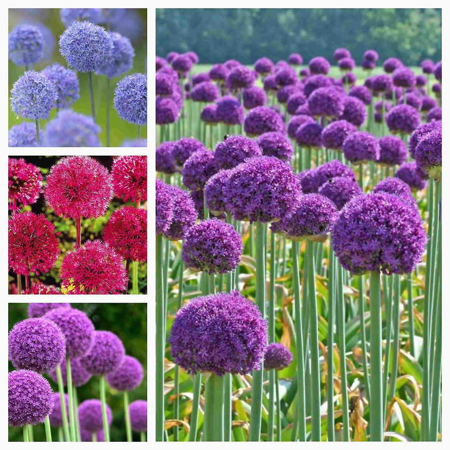 Лук декоративный