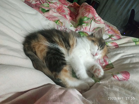 Хитрая кошка