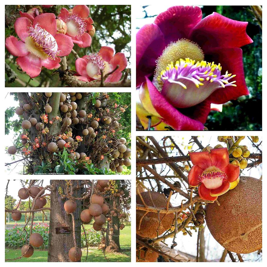 Дерево пушечных ядер