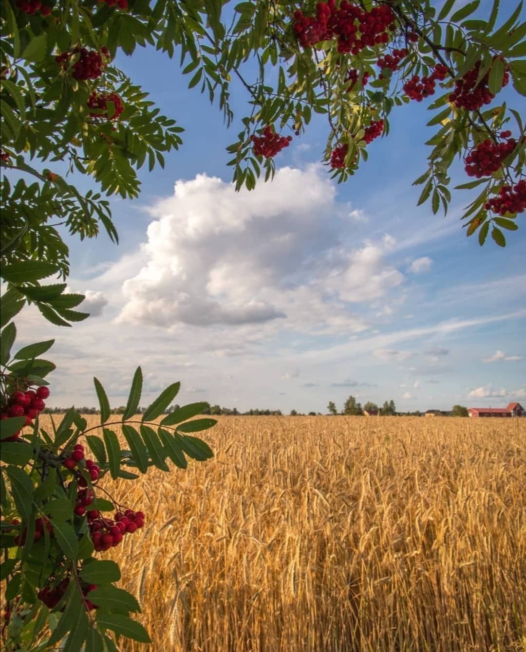 Август месяц природа