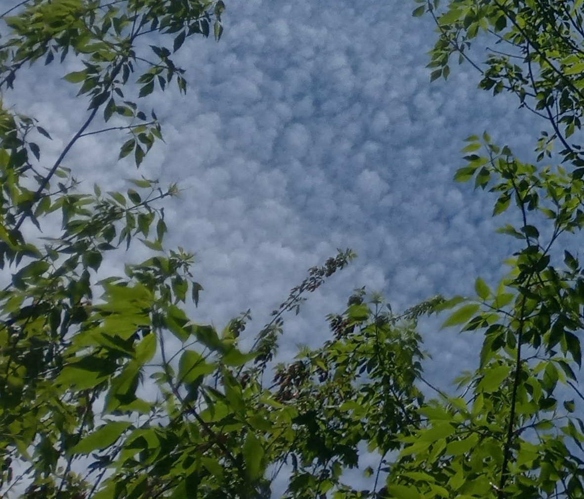 Перелётные встречи