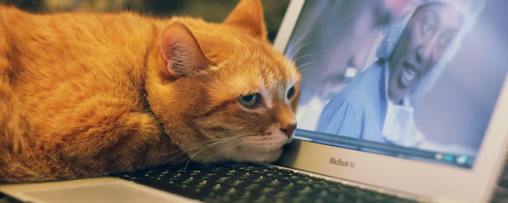 Почему котикам компьютеры не нравятся