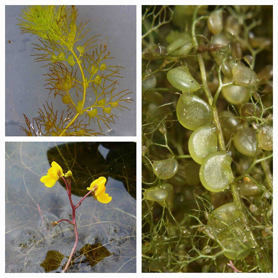 Пузырчатка обыкновенная