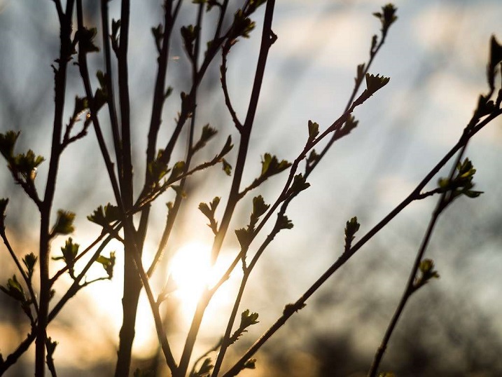 Травы пробились и почки набухли (Наталия Фенина) / Стихи.ру