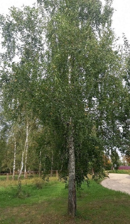 Август, август