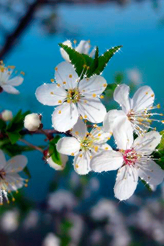 Над пропастью цветы живые