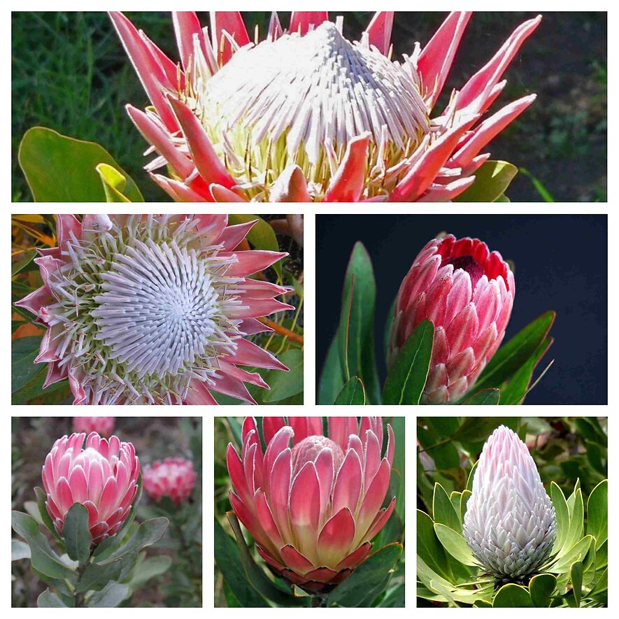 Протея артишоковая