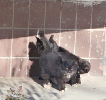 Гусарчик и Жульенчик с мамой Чернышкой