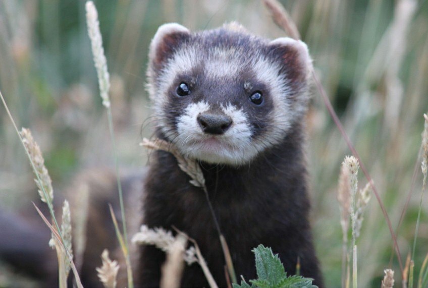Хорёк в костюме Льва. Басня
