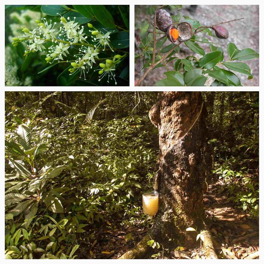 Керосиновое дерево