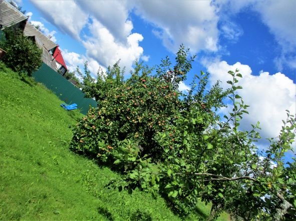 Август - свадьбы