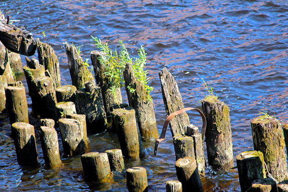 Жить душе... (Анна Опарина) / Стихи.ру