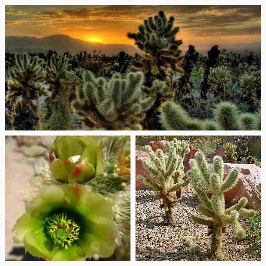 Опунция Биджелоу