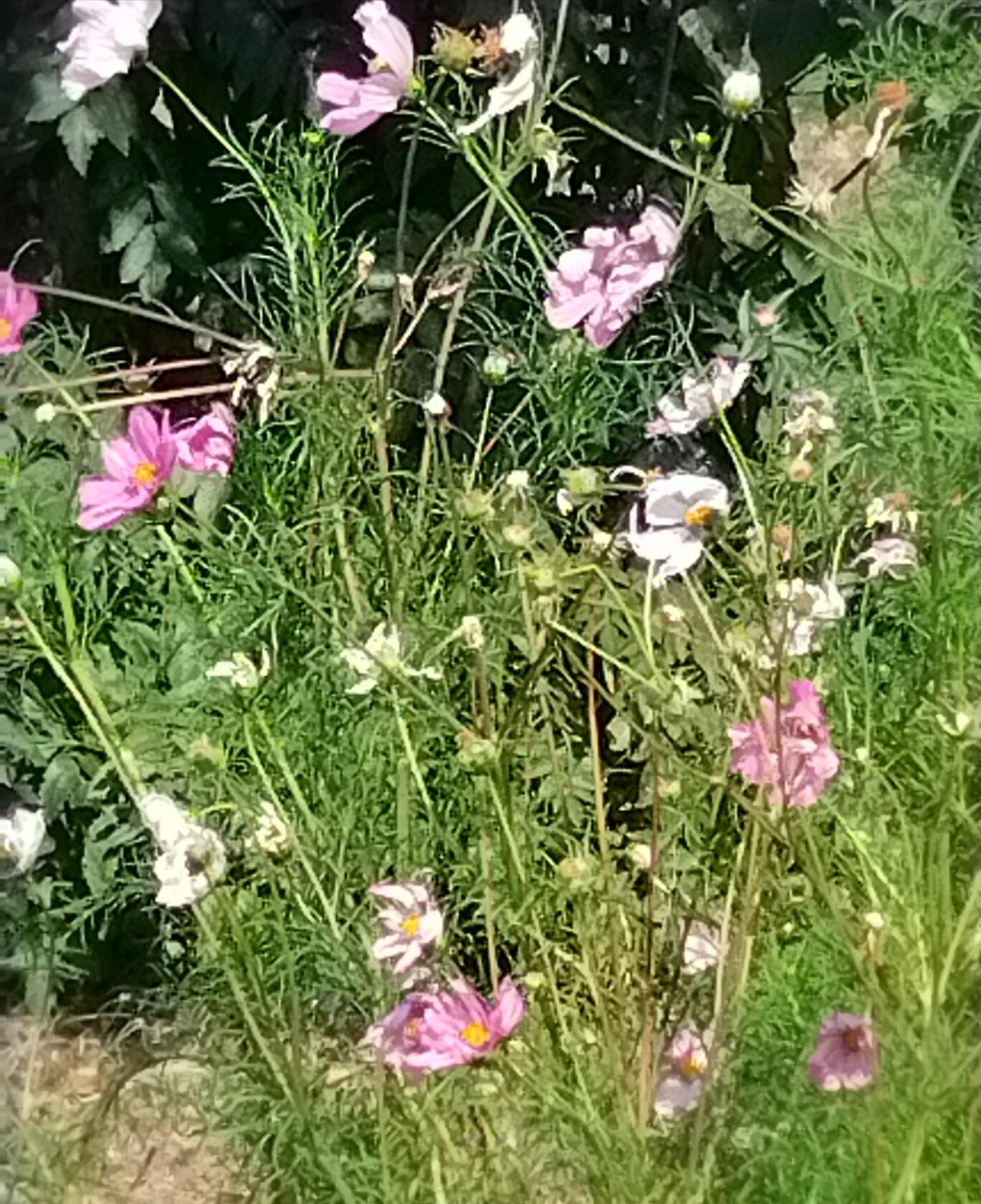 Предосеннее