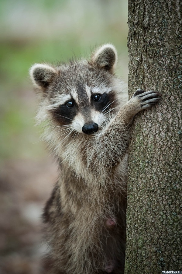 Наверно чайка...