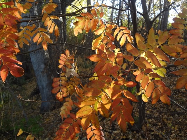 Осень, сентябрь