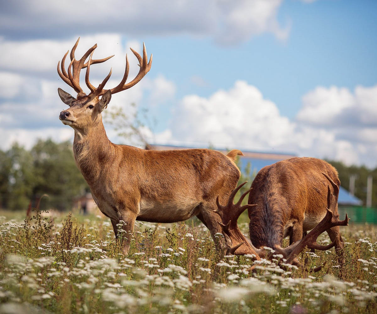 Крымский благородный