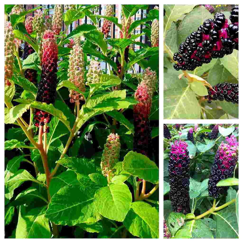 Лаконос ягодный