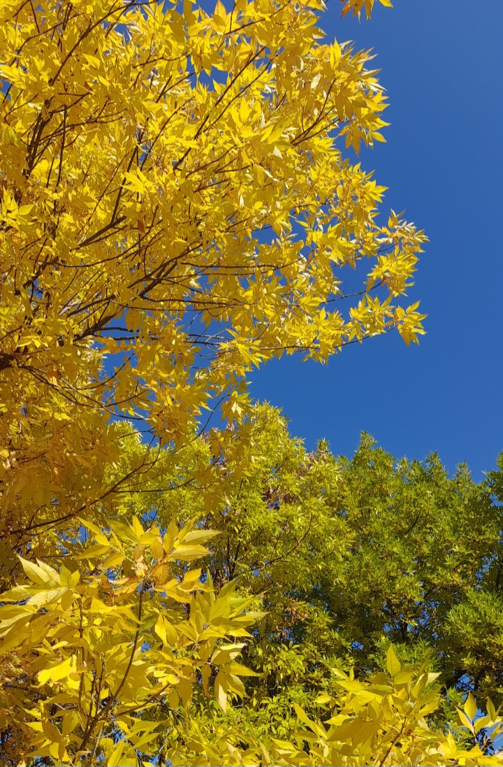 В город осень вошла...