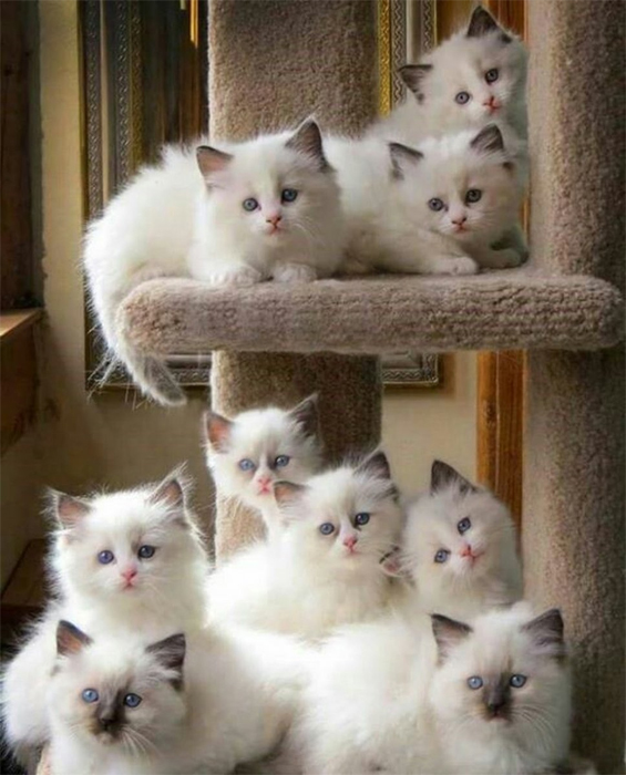Снежные кошки