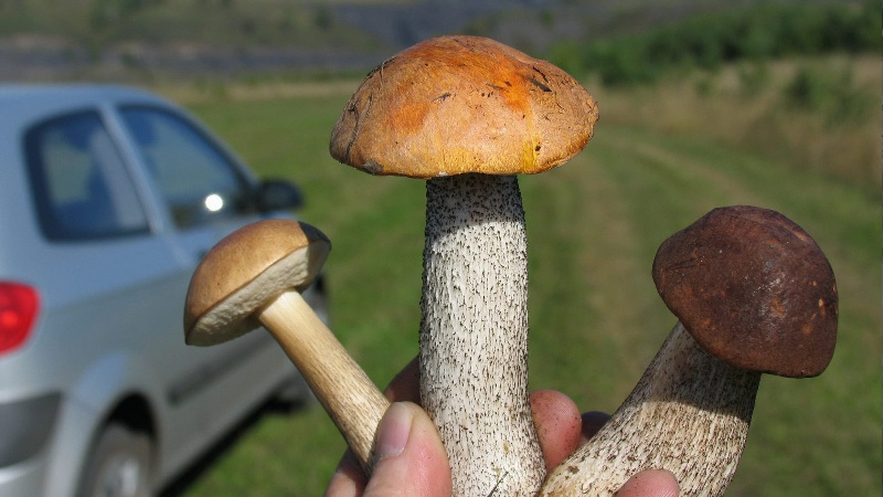 Я мог бы (Герман Колесов) / Стихи.ру