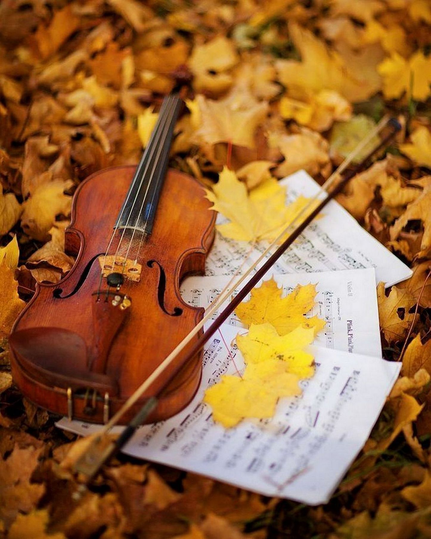 Осенние скрипки. Скрипка осень. Скрипка осенние листья. Скрипка в осенней листве. Пианино и листья.