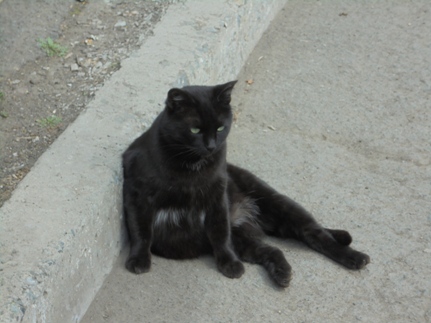 Кошка Чернышка