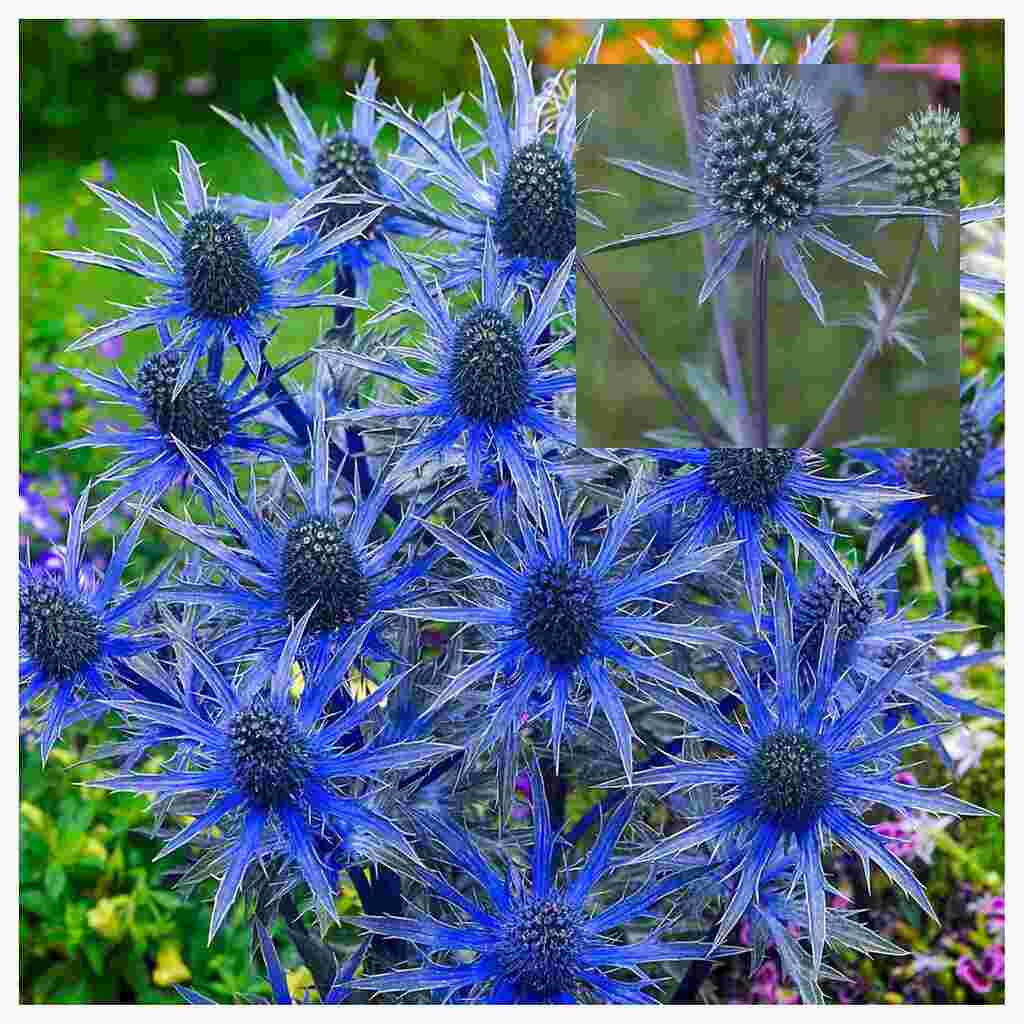 Синеголовник