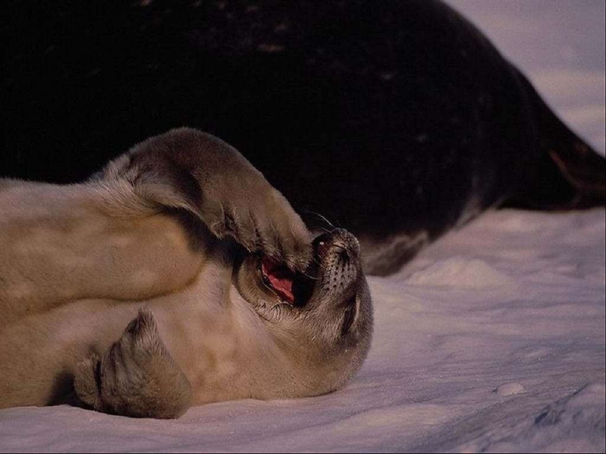 Лень бывает. Ленивый тюлень. Мне лень я тюлень. Тюлень лентяй.