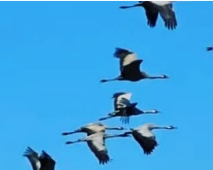 Годы пролетают, как журавли (Галина Буслаева) / Стихи.ру