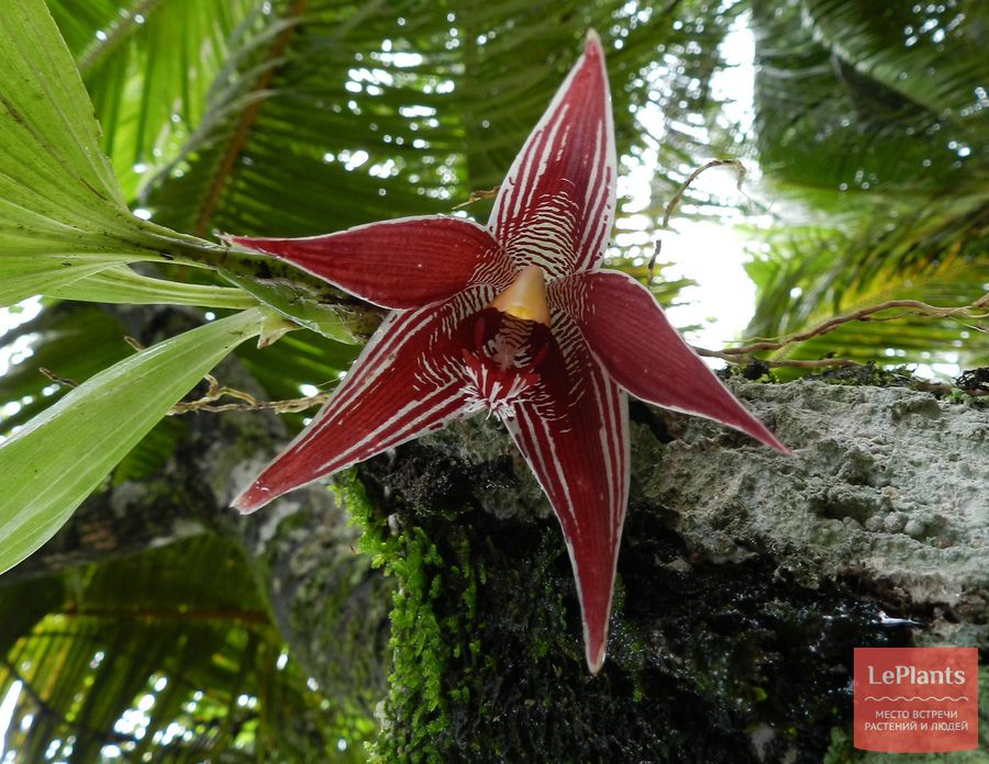 Пафиния гребенчатая