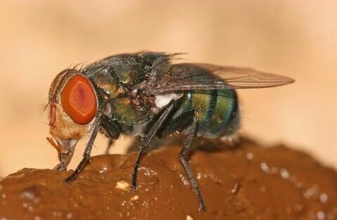 Гастроэнтеролог. По мотивам В. М. Гюго