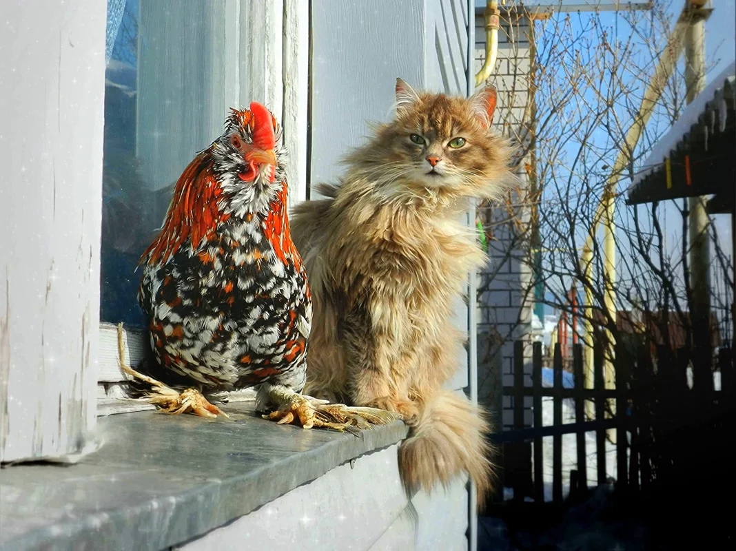 Кот и петух в деревне