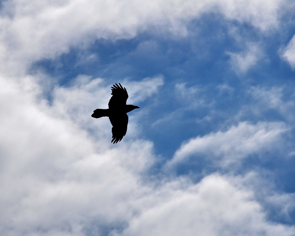 Вороны над головой. Черные птицы в небе. Вороны в небе. Ворона в небе. Ворон летает.