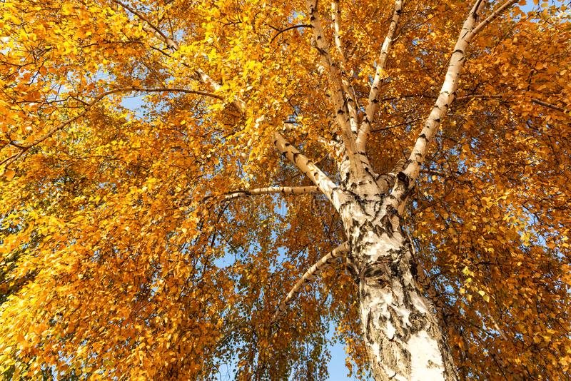 Берёзка осенняя... (Валентина Вакух) / Стихи.ру