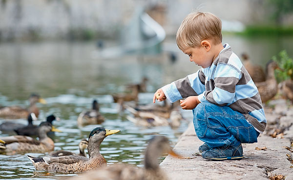 Пернатые горожане