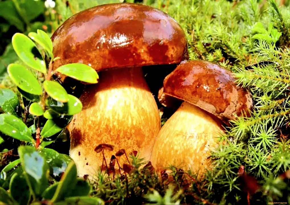 Начало осени (Любовь Анцупова 4) / Стихи.ру