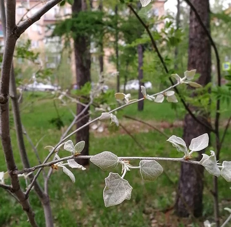 Ракурс весенней фотографии (Александр Черноножкин) / Стихи.ру
