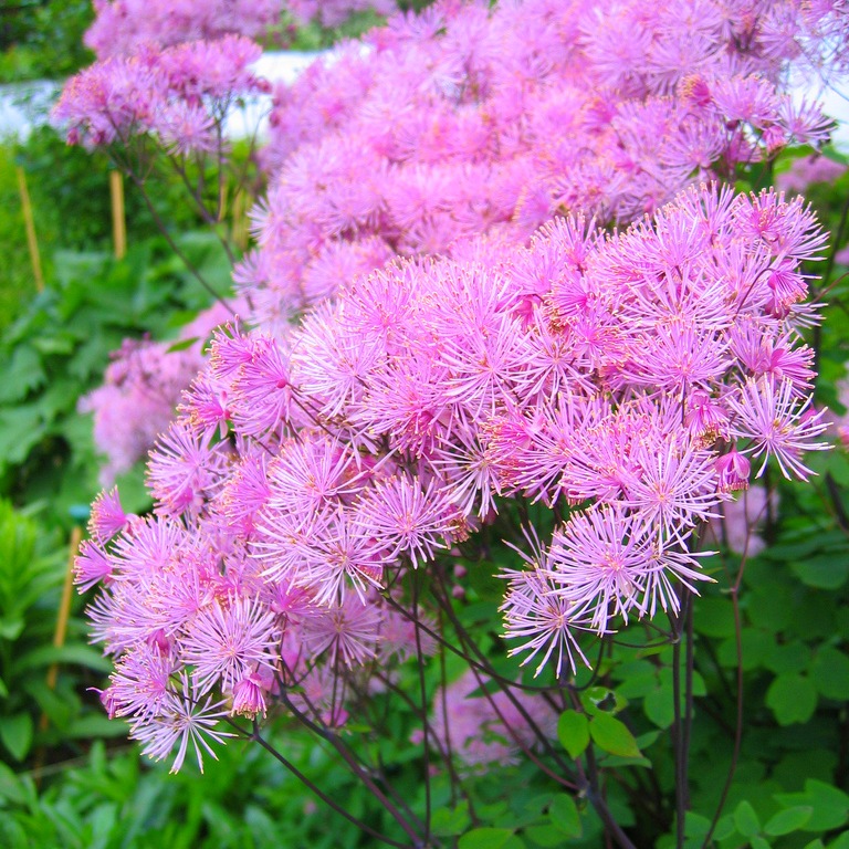 Василистник