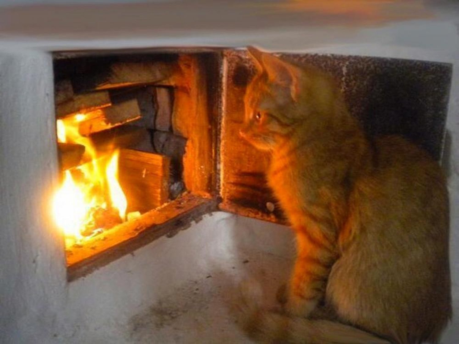 Я знаю отличный способ чтобы согреться видео. Кот на печке. Печка с кошкой. Кошка на печи. Коты на печке.