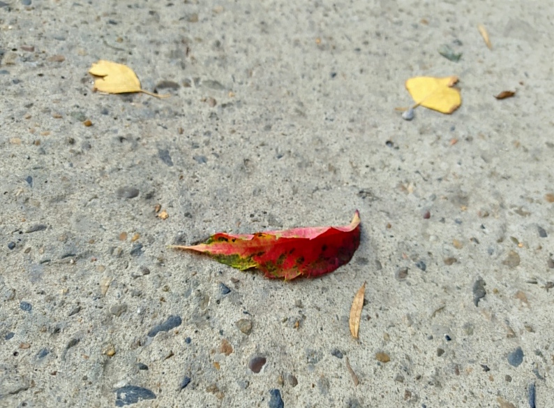 А мне сегодня осень улыбнулась...