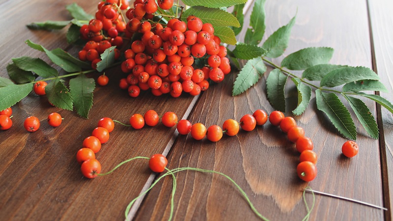 Рябиновые бусы