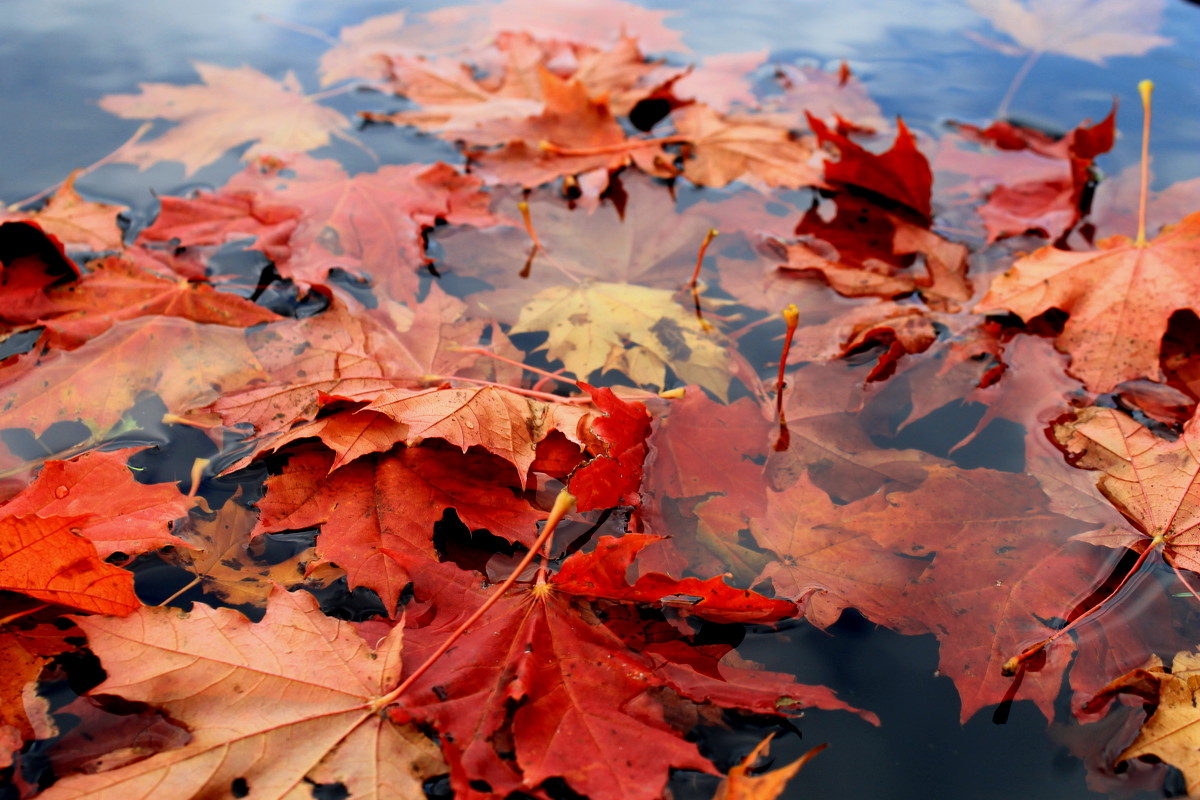 Листья в горячей воде. Осенние листья на воде. Осень листья. Листья в воде осень. Опавшие кленовые листья.