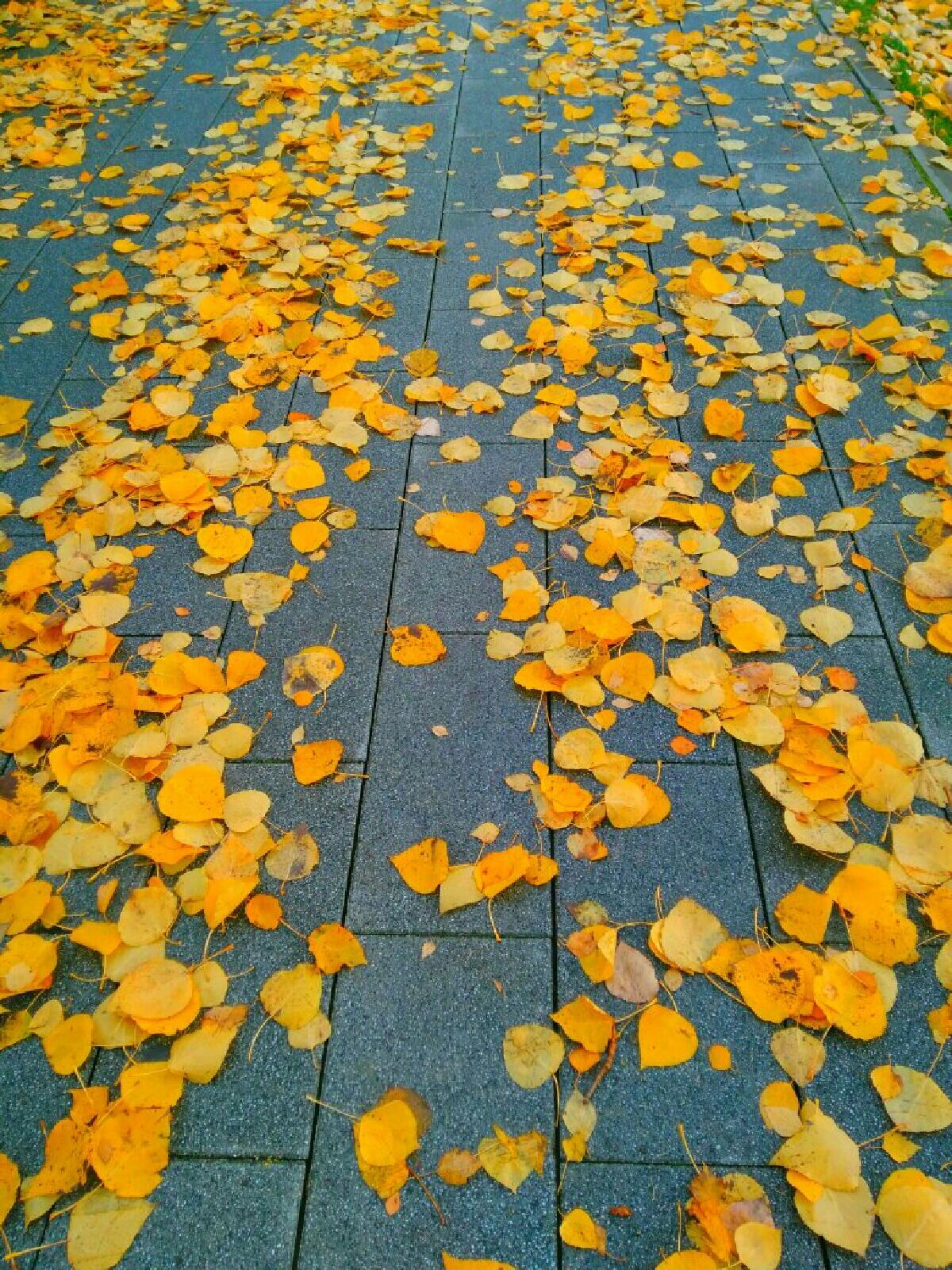 Осень, спасибо...