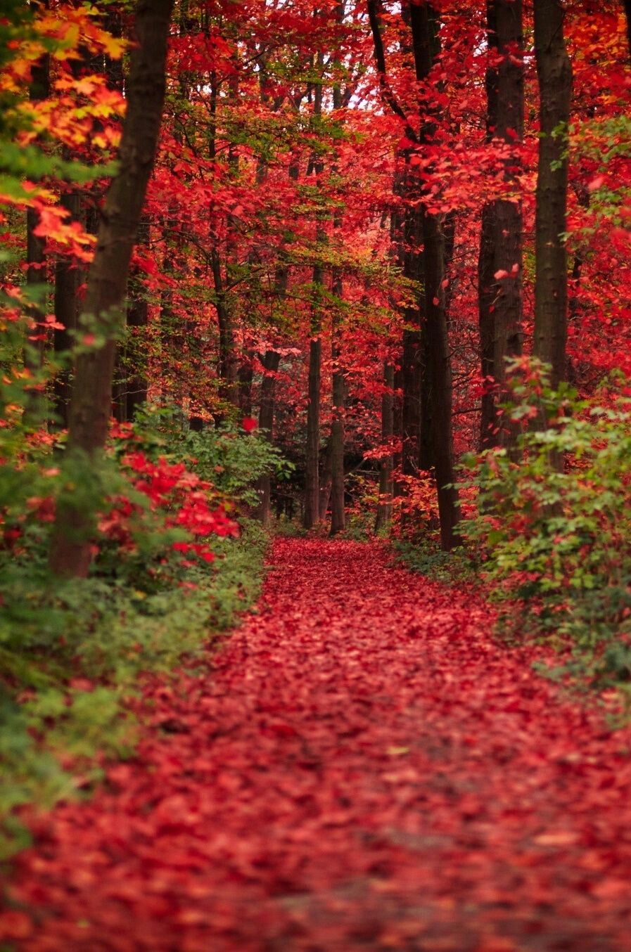 Багряная лета. Красный лес Геншин. Красная осень. Природа осень. Красивая осень.