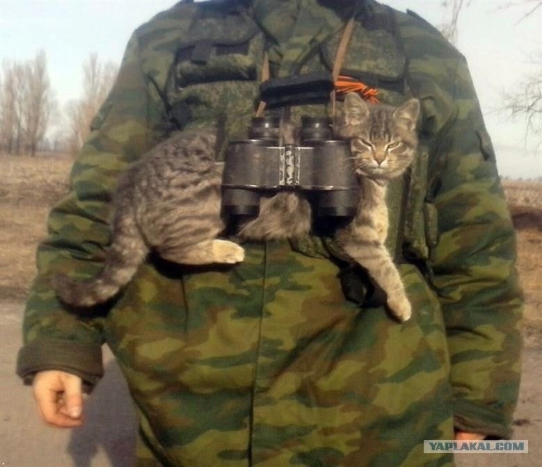 Суровые коты донбасса