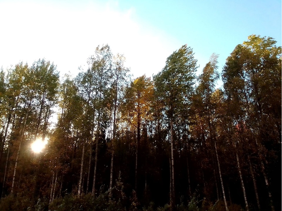 Осенний день