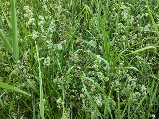 Загадка о растении с метёлками мелких цветков